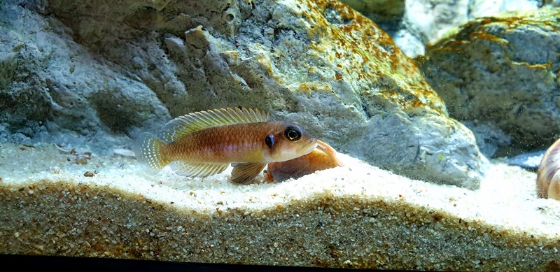 Lamprologus ocellatus 'Isanga Bay'